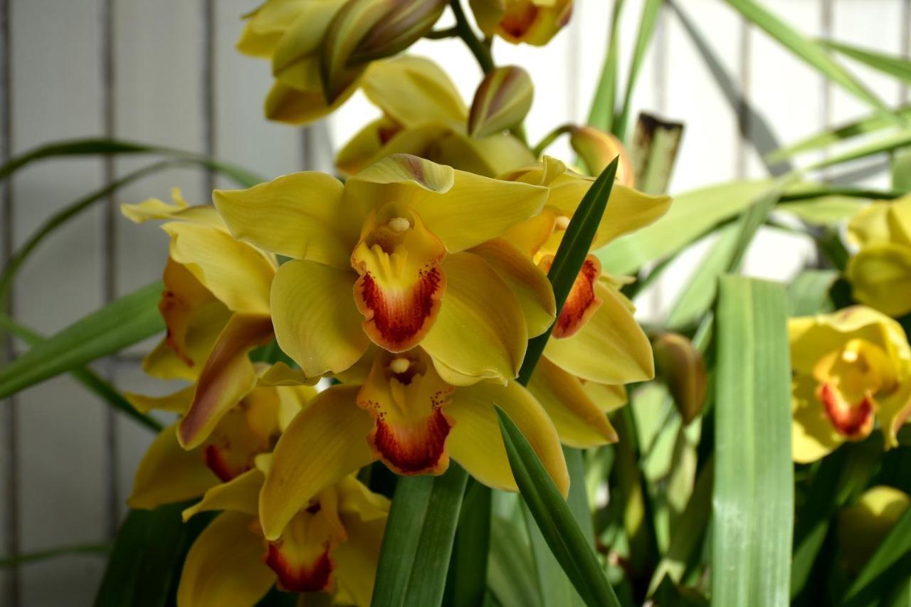 בראגה Orchid House - T1 Apartment מראה חיצוני תמונה
