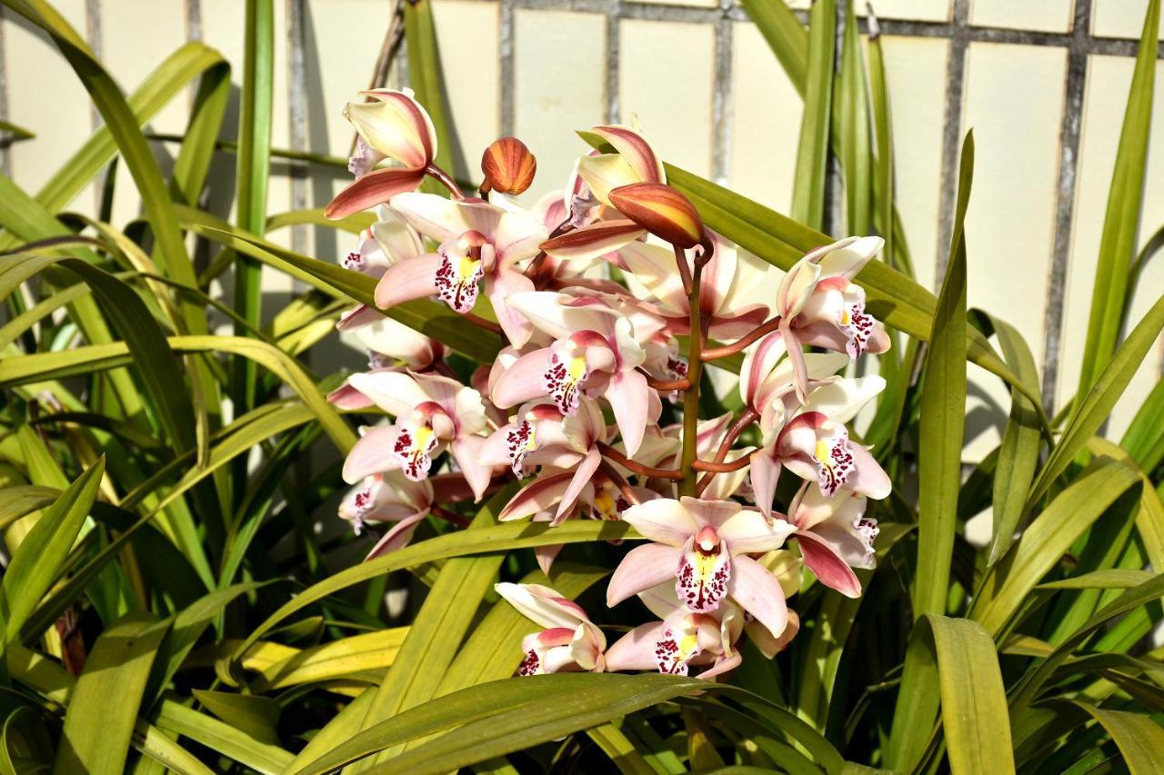 בראגה Orchid House - T1 Apartment מראה חיצוני תמונה