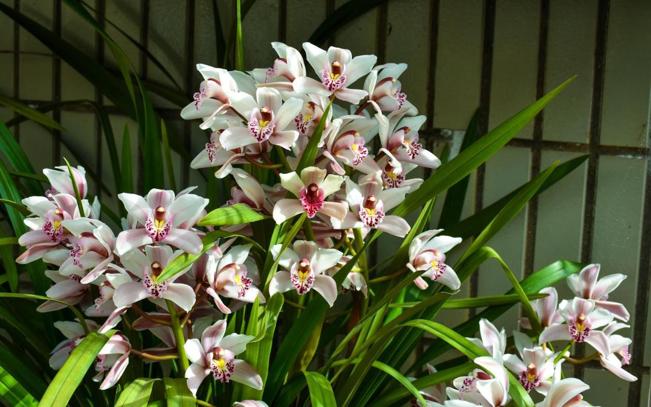 בראגה Orchid House - T1 Apartment מראה חיצוני תמונה